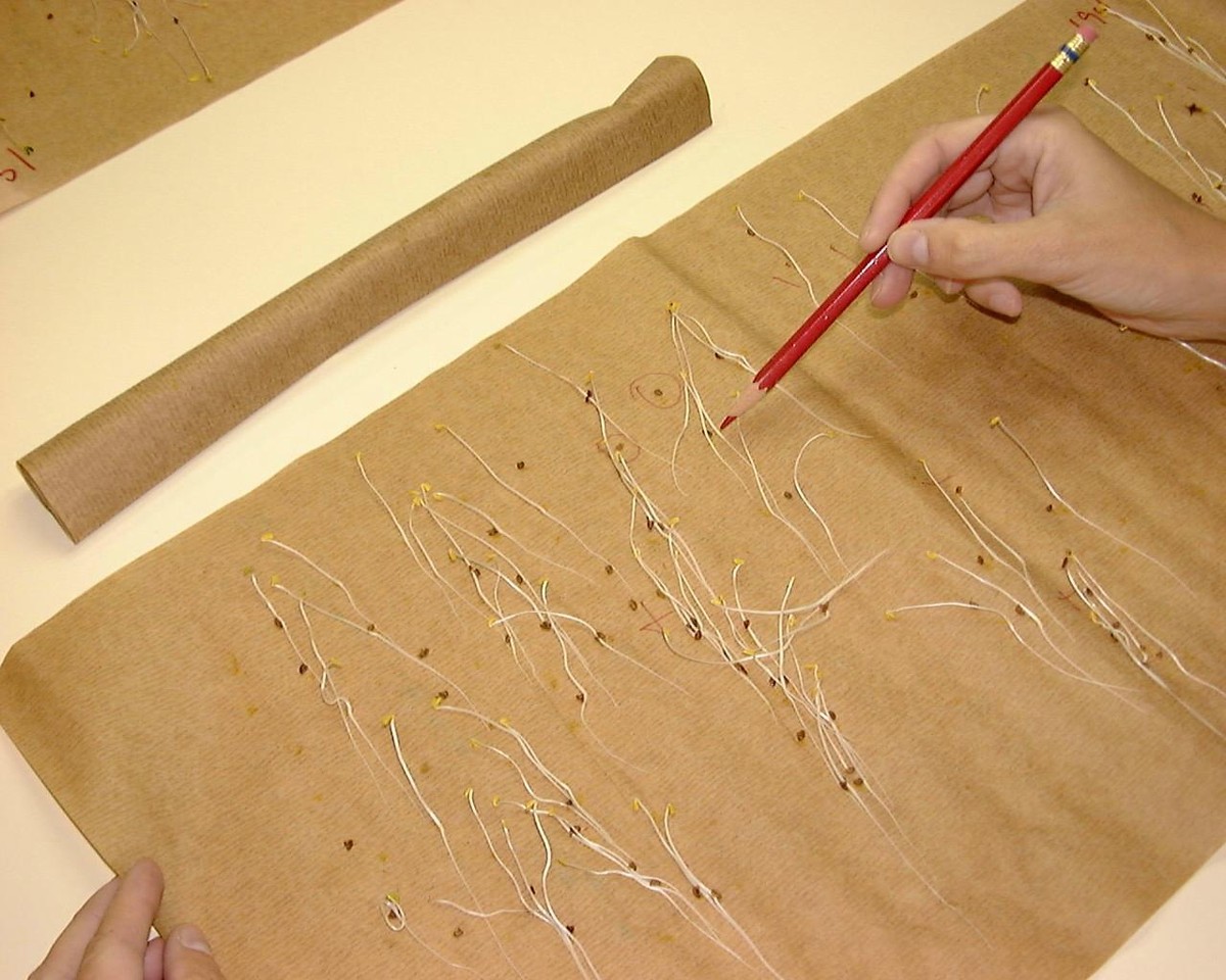 Vlhký papír toaletní na semínka: trik, který zvyšuje klíčivost o 40 procent