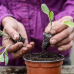 Zahradníci přiznávají: jedinou chybou, kterou nejvíc dělají začátečníci
