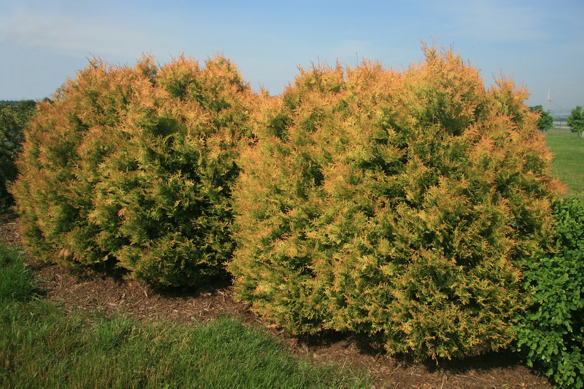 Zahradníci prosí vás: Nikdy nepalte tento druh rostlin poblíž domu - image 1