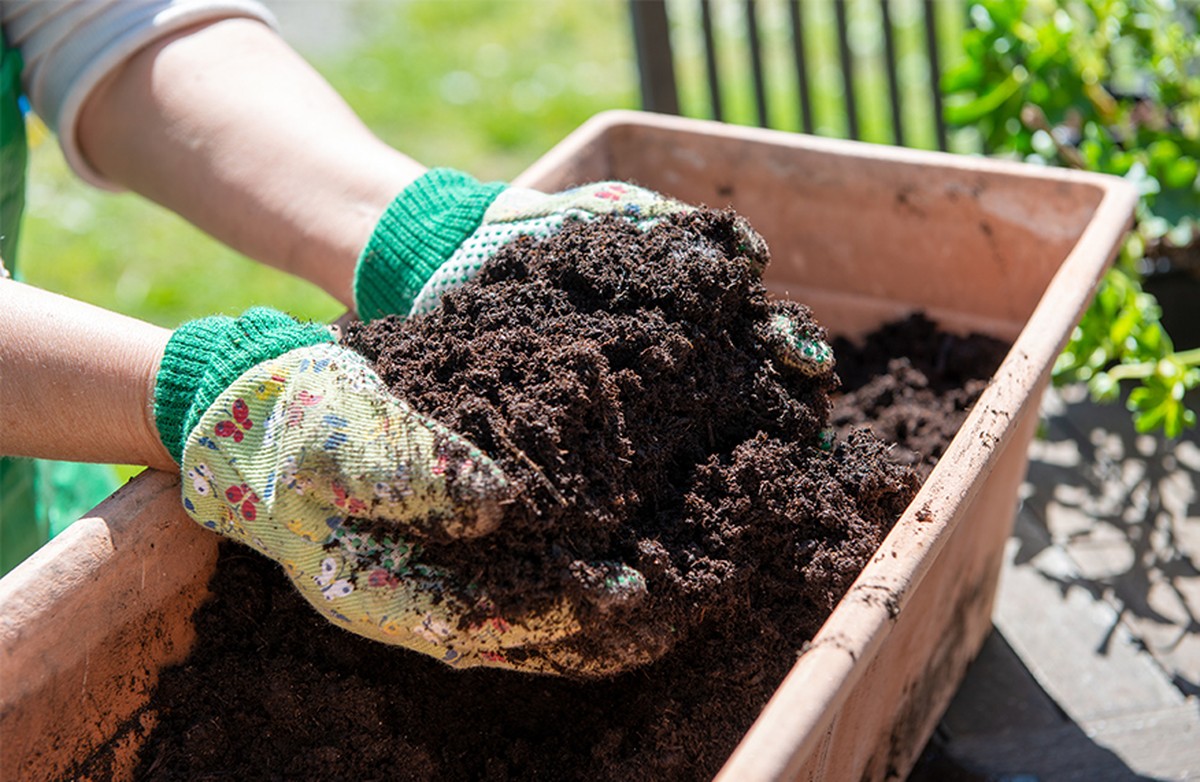Zahradníci prozradili: nikdy nešetřete na této jedno věci při vysazování - image 1