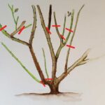 Zahradníci radí: nikdy neřízkejte růže v tuto dobu roku