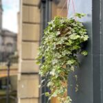 Zahradníci vám prozradí: tato rostlina v květináči ruší plísně v domě