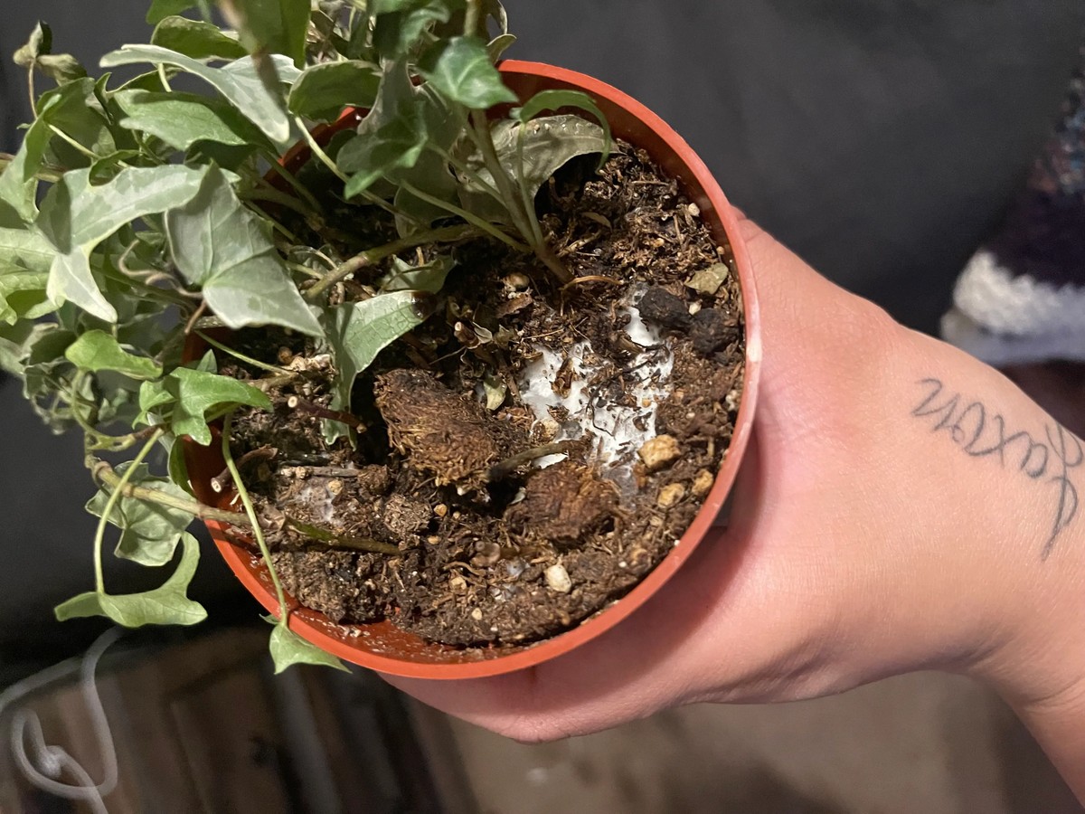 Zahradníci vám prozradí: tato rostlina v květináči ruší plísně v domě - image 1