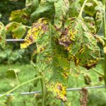 Zahradníci varují: nikdy nesázejte rajčata vedle této rostliny