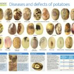 Zahradníci varují: nikdy nepěstujte brambory po rajčatech – zjistili jsme proč