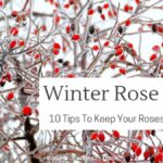 Zahradníci varují: nikdy nadzimujte růže s těmito chemikáliemi