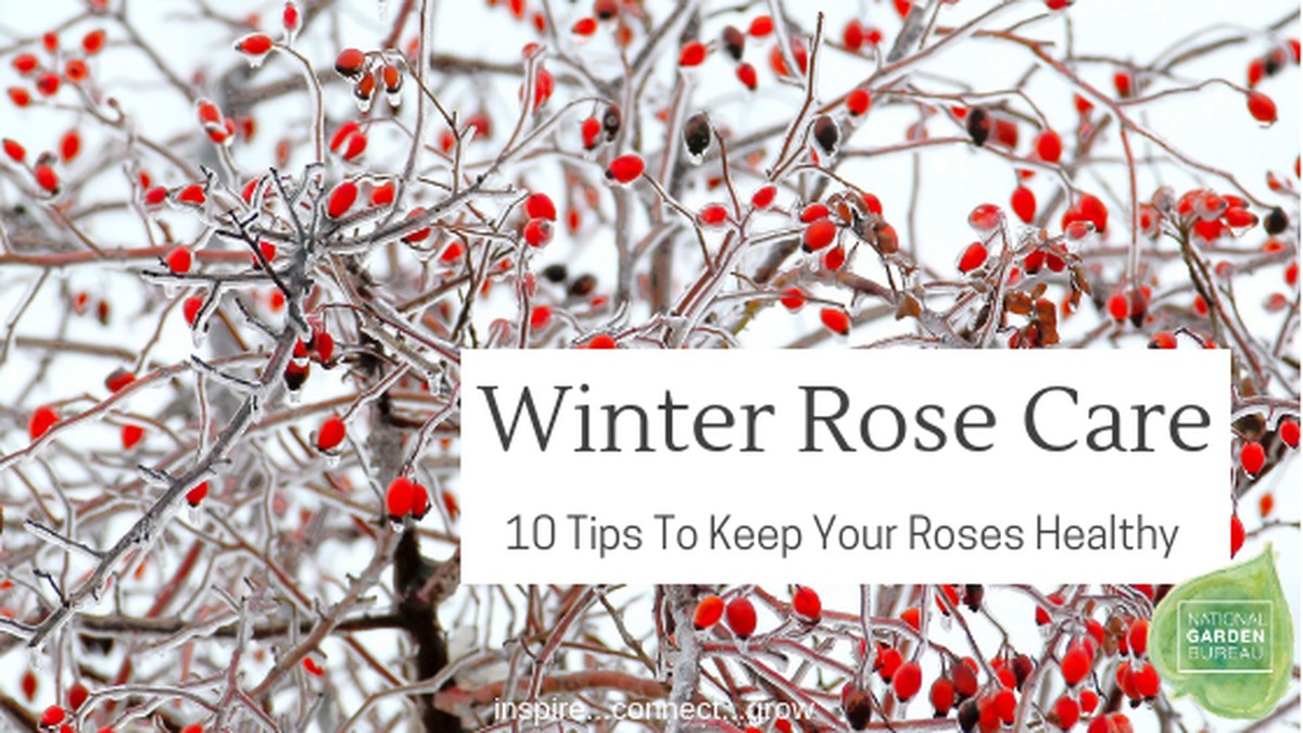 Zahradníci varují: nikdy nadzimujte růže s těmito chemikáliemi