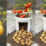 Zahradníci varují: nikdy nevysazujte rajčata vedle brambor – věděli by důvod