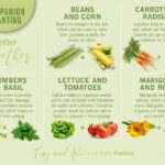 Zahradníci varují: nikdy nepěstujte tyto květiny vedle rajčat