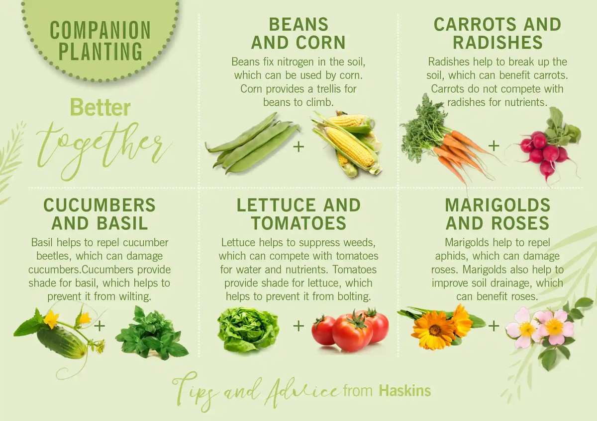 Zahradníci varují: nikdy nepěstujte tyto květiny vedle rajčat