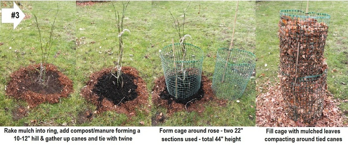 Zahradníci varují: nikdy nadzimujte růže s těmito chemikáliemi - image 1