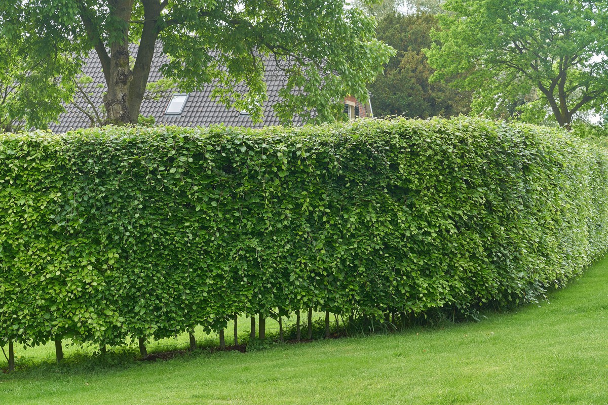 Zahradníci varují: nikdy neřežte živýplot během července - image 2