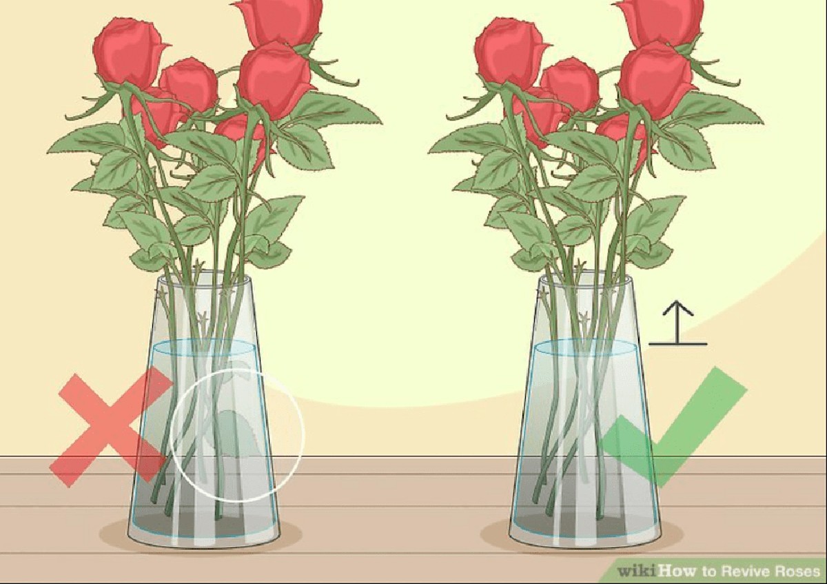 Zahradníci varují: nikdy neřežte růže v tuto denní dobu, nebo zvadnou za 2 dny - image 2