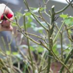 Zahradníci vás prosí: nikdy neprořezávejte růže v létě