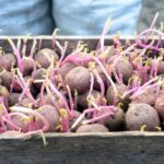 Zahradník radí: nikdy nevysévejte brambory v lednu – zde je důvod