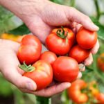Zemědělci odhalují: proč sklízí rajčata v určitou dobu měsíce