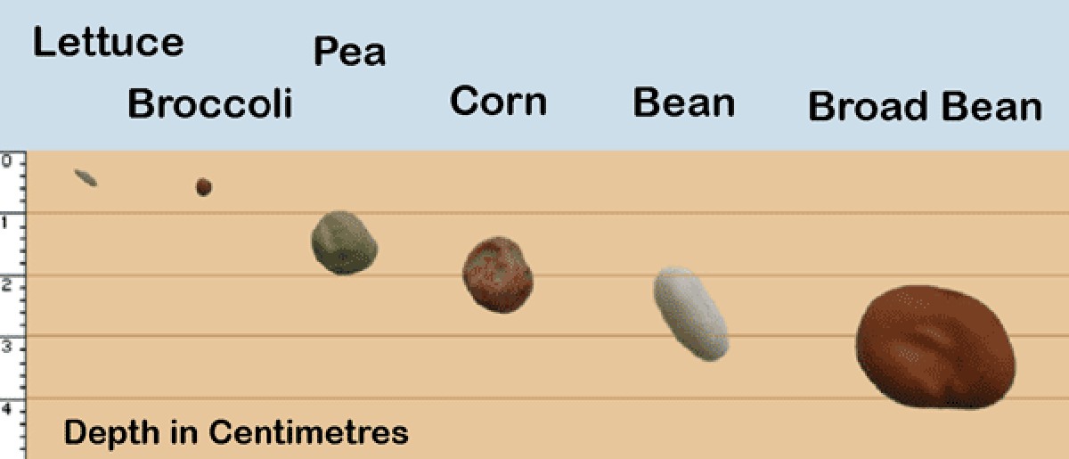Zemědělci přiznávají: tato chyba při sázení osiva stojí tisíce každý rok - image 1